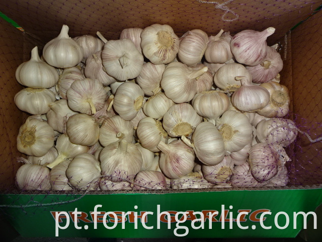 Normal White Garlic Exporter